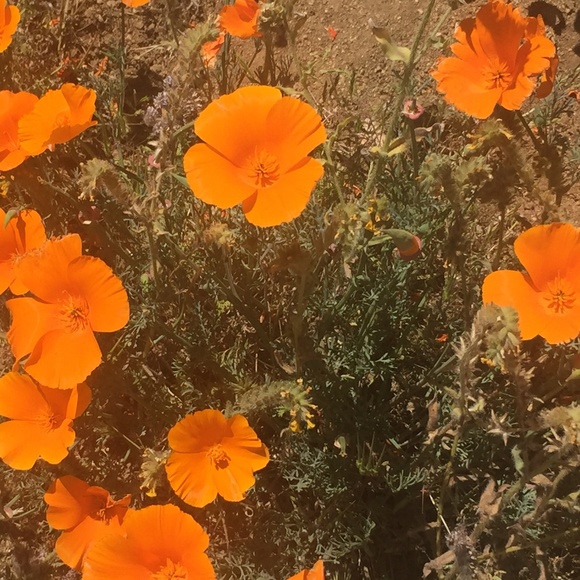 Meet your Posher, Lynn - Picture 1 of 1